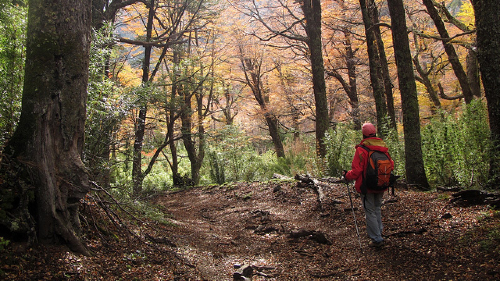 ¿Qué actividades se pueden hacer en los increíbles bosques de Bariloche?